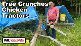 An Oak Tree CRASHED through our Chicken Tractors!!