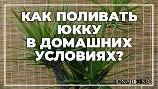 Как поливать юкку в домашних условиях? | toNature.Info