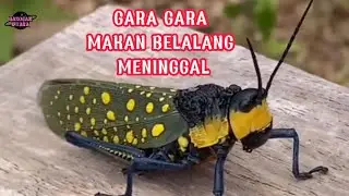 GARA GARA MAKAN BELALANG MATI BERDUA