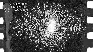 Hypnotic journey into nature | 