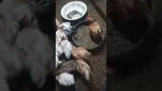 Курочки и Петухи