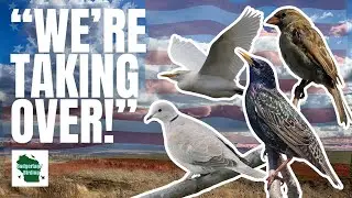 5 Birds that Conquered the United States!