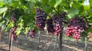 Crimson seedless