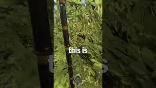 BEST Wingman player in Apex Legends.