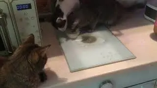 Малыши делят молоко