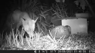 Hedgehog meets Fox. (28/09/2021)
