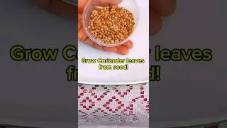 how to grow coriander cilantro #youtubeshorts #YouTubeChamps #growingherbs #gardening  #coriander