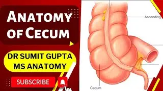 CECUM : ANATOMY