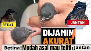 CARA MEMBEDAKAN JENIS KELAMIN ANAKAN BURUNG MURAI BATU SECARA LENGKAP @khalikansTV7