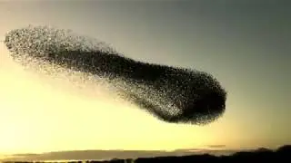 Minsmere Murmuration 17 February 2018