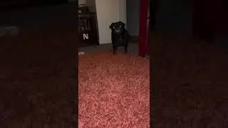 Pig Life