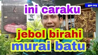 cara cepat jebol birahi murai batu biar dar der dor