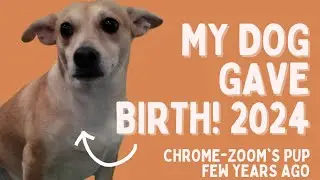 MY DOG GAVE BIRTH! CHROME | ⚜️ PET ZONE ⚜️