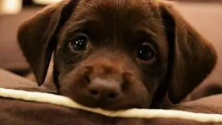 cute puppies protecting themselves from cold...[must watch]