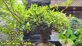 ciri ciri bonsai loa sakit dan penyebabnya