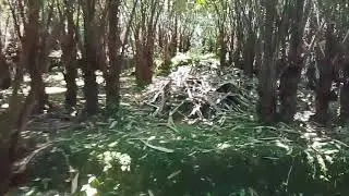 Kita main di kebun salak