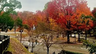 Autumn bliss in Kenroku-en Garden 🍁 Japan Kanazawa Castle 🏯👌 , Ishikawa , 🇯🇵