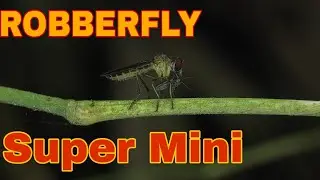 HUNTING ROBBER FLY SUPER MINI I PHONE MACRO PHOTOGRAPHY