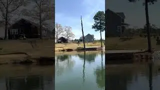 Pine Tree SPLASH Short