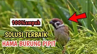 cara unik mengusir hama burung pipit, di jamin joss