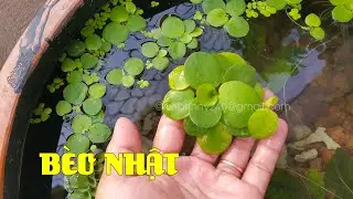 Bèo Nhật phát triển nhanh sau 2 tuần nuôi Hồ Thủy Sinh, không cần lọc