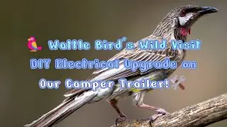 🦜 Wattle Bird's Wild Visit  DIY Electrical Upgrade on Our Camper Trailer!🛠️