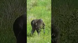 Moose deer eating tiny tree 🌲#shorts