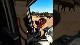 On a trouvé un troupeau d’éléphants du désert, c’était fou de pouvoir les observer comme ça 👌