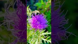 Bee Bliss: Nature's Dance on a Vibrant Flower 🐝🌼