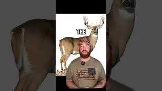 The top 5 WORST places to shoot a deer! 