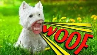 Woof like Markiplier only better