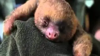Ленивец рычит. sloth growls