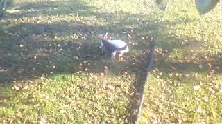 Ласковый котёнок трётся об белого кролика!