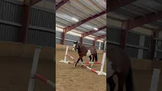 She wouldn’t trot it ☹️ #equestrian #Honey #horsejumping #groundwork #ThatHorseGirl @PR_eq