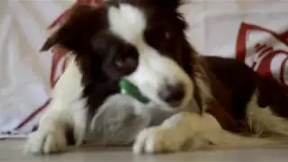 Гнучкі кріплення планки бар'єру від Livsha - agility obstacles