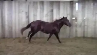 Lady Rubbish 2015 mare