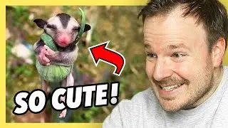 Why are these animals so cute?  [Quick Reactions]