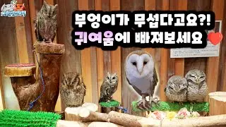 부엉이랑 함께 놀고 먹이도 줄 수 있는 이색카페에 다녀 왔습니다!