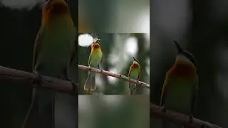 Male Green Bee-eater's courtship