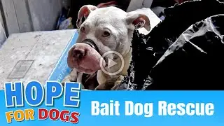 Hope Rescues Starving Bait Dog - The Dog Saviors