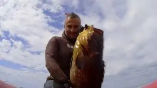 Cernia 10 kg