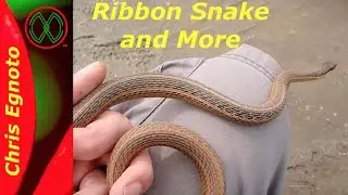 Snakes at Cape May, and one curious snake.