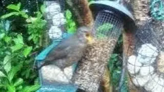 Female Blackbird On Autumn Sunday Visit To My Cottage Garden Scone Perth Perthshire Scotland