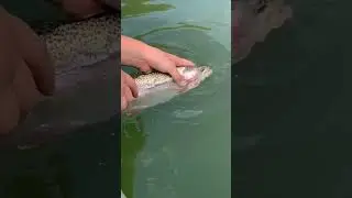 huge wonderful rainbow trout release! 