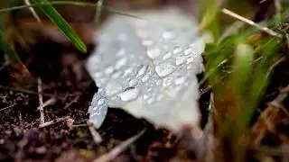 Dew on the Grass | Quick Edit