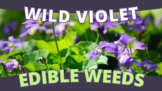 Edible Flower: Wild Violet - A Springtime Delight (Viola spp.)