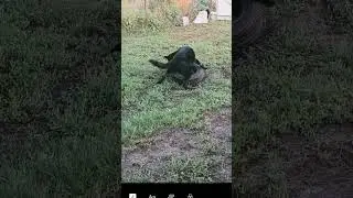 моя собака барабака 😁🐶 его зовут Харт 😍😊ему 4 года 🤗