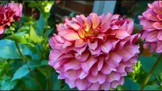 DAHLIA BURGUNDY SOLO / ГЕОРГИНА BURGUNDY SOLO
