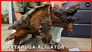 A TARTARUGA MAIS PERIGOSA DO MUNDO - TARTARUGA-ALIGÁTOR