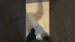щищоищи